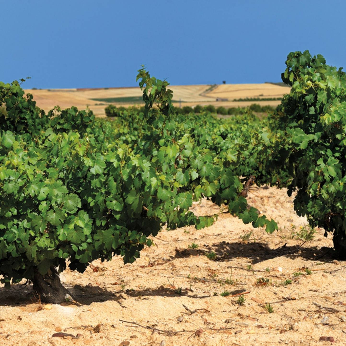 Bodegas Shaya