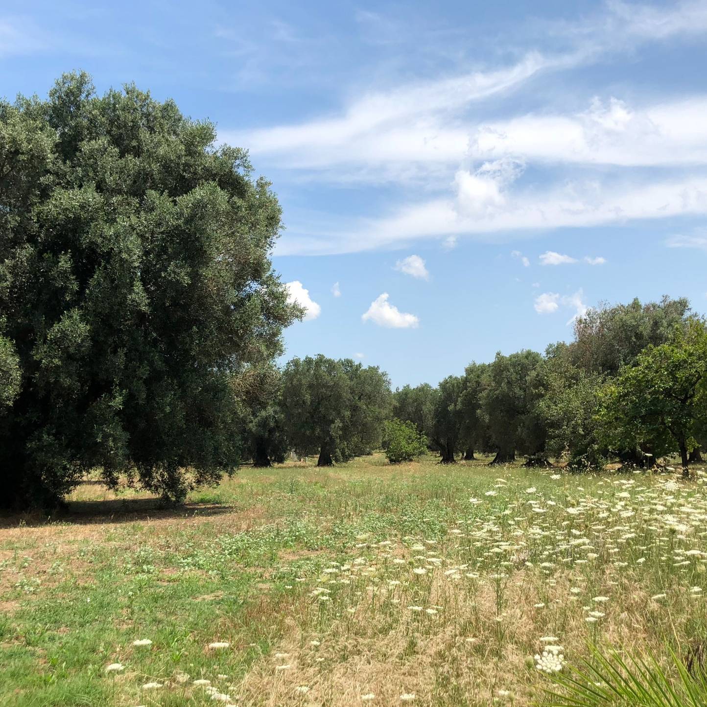 Agrícola dell'Orso