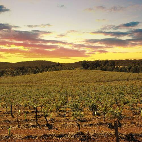 Domaine Tournon (M. Chapoutier)