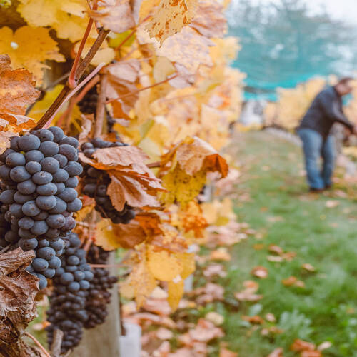 Domaine François Lamarche