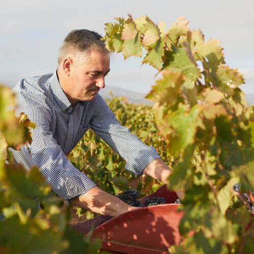 Bodegas D. Mateos