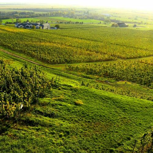 Domaine Disznokö - L. Mészáros