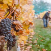 Bodegas Morca