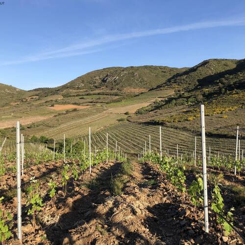 Photo du vignoble pour illustrer le Domaine Bila-Haut en Roussillon appartenant à la Maison Chapoutier.