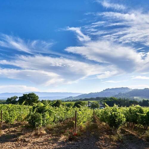 Les vignes de Château La Coste