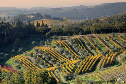 Les vignes en Terrasses
