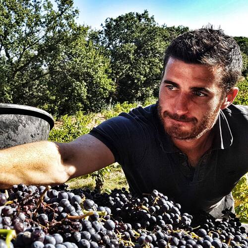 Yannick Féraud en pleines vendanges pour illustrer la production de ses vins rouges de Châteauneuf-du-Pape.